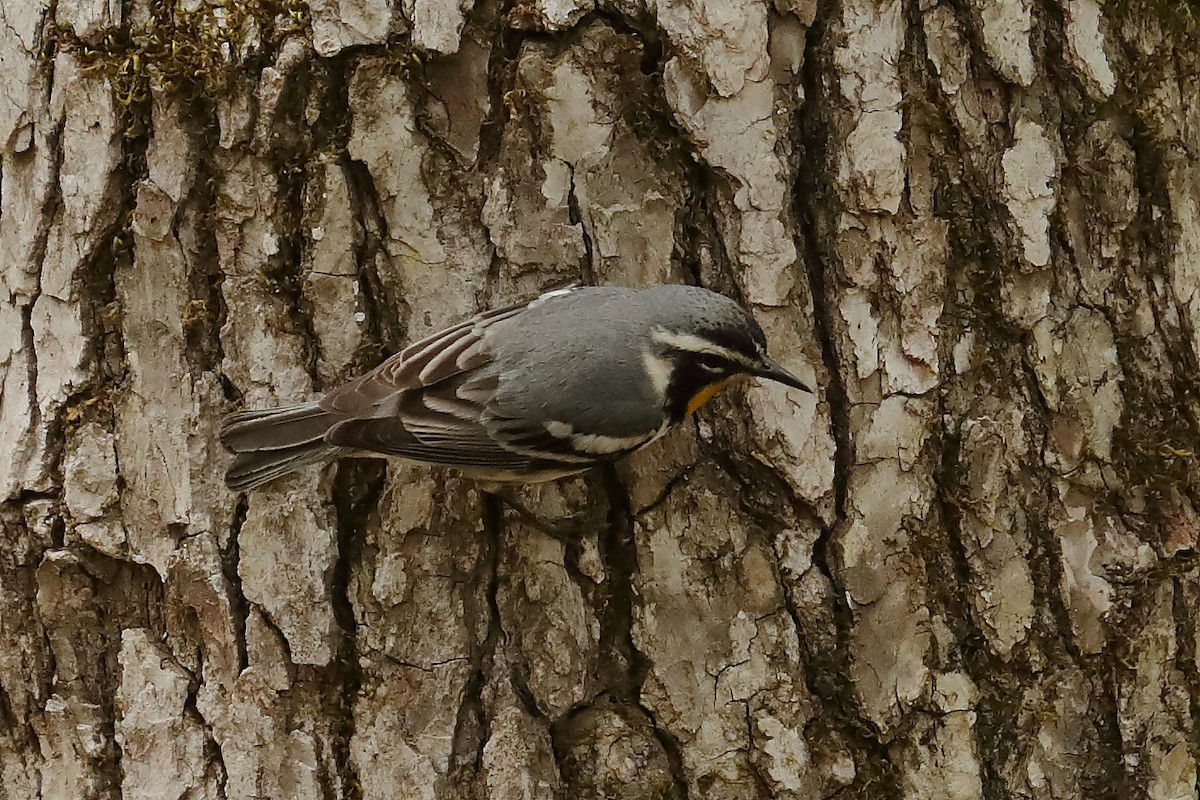 Yellow-throated Warbler - ML634889886