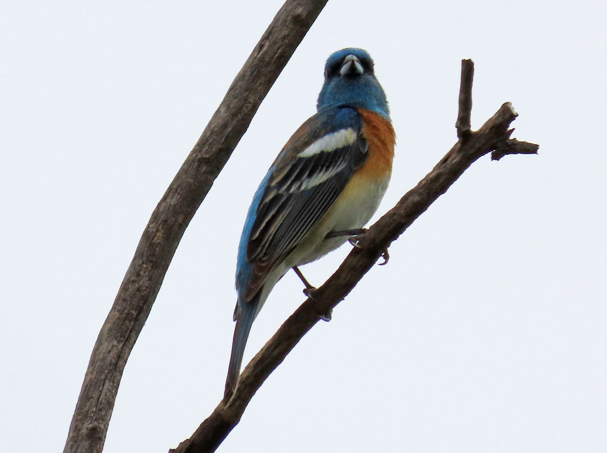 Lazuli Bunting - ML634889894