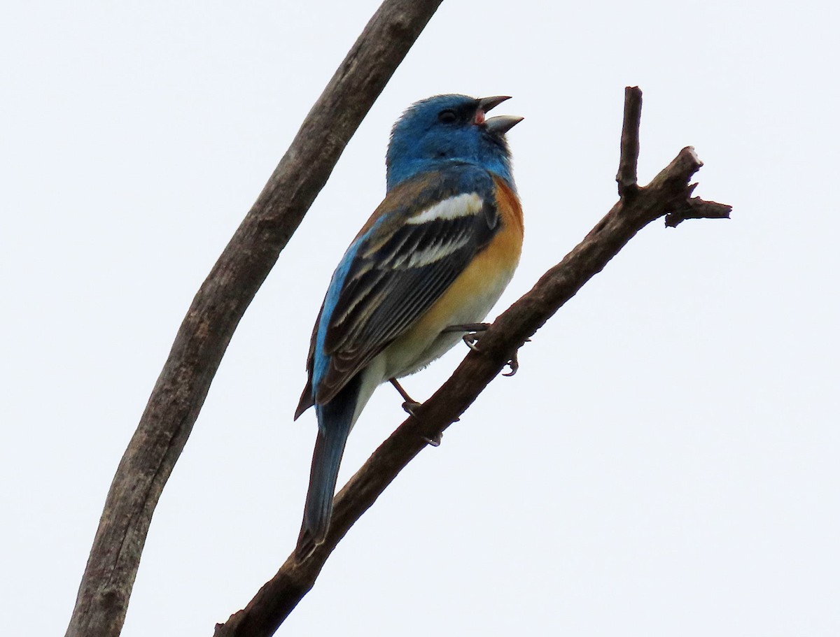 Lazuli Bunting - ML634889896