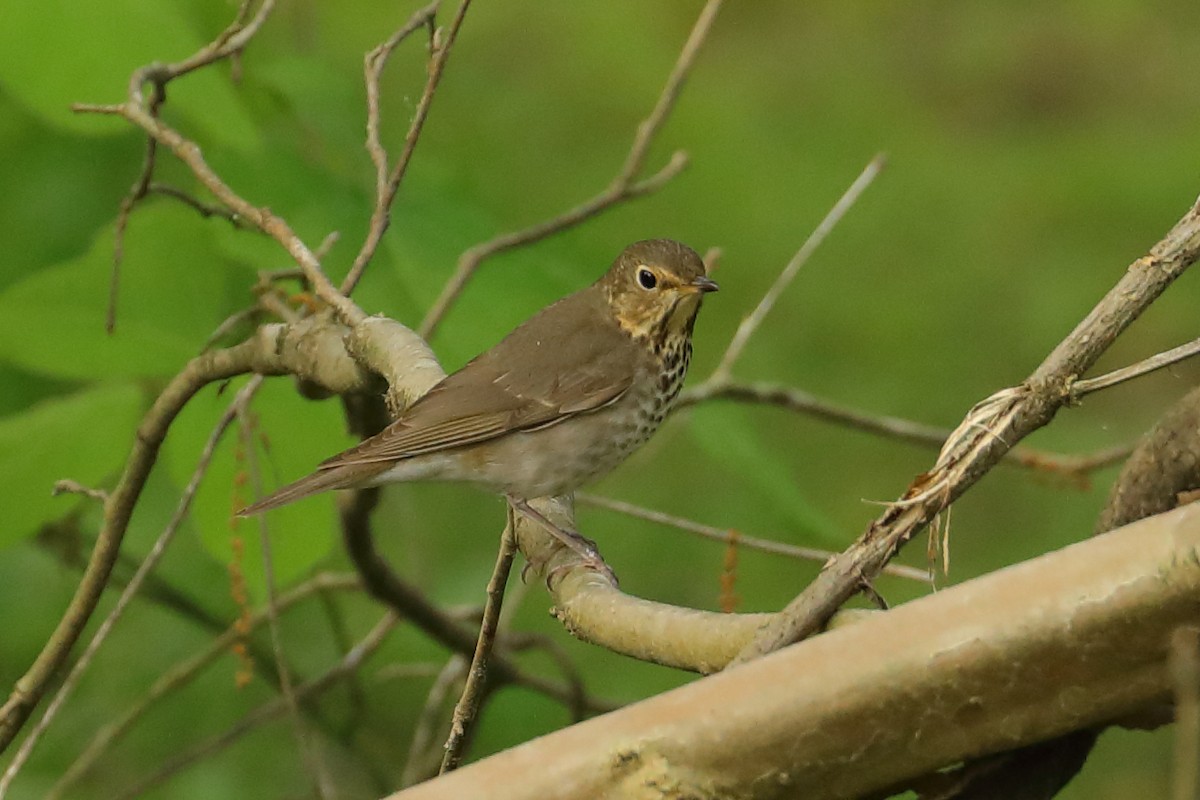 Swainson's Thrush - ML634889909