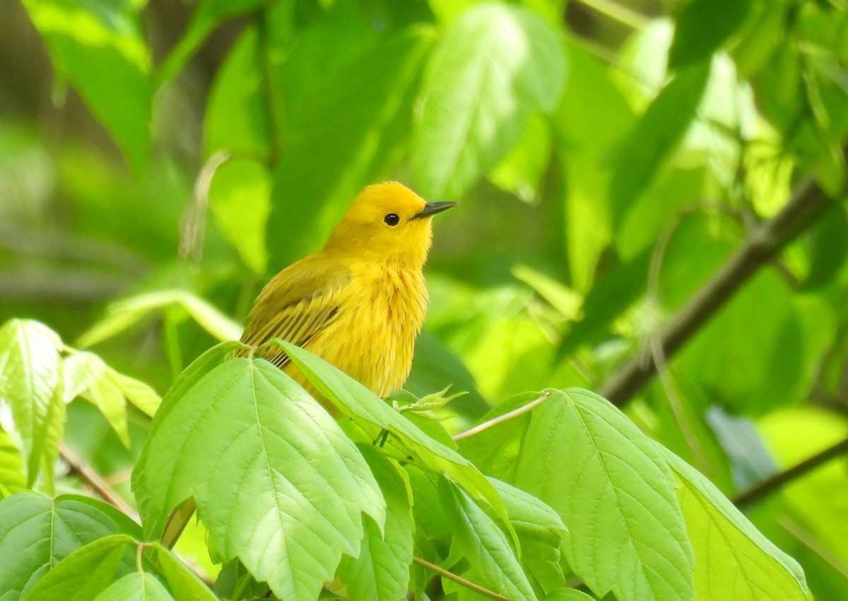 Yellow Warbler - ML634889921
