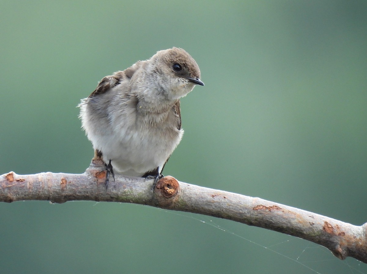 Northern Rough-winged Swallow - ML634889959