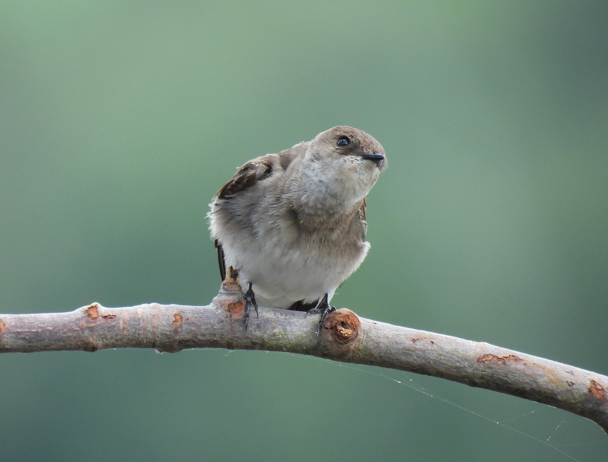 Northern Rough-winged Swallow - ML634889960
