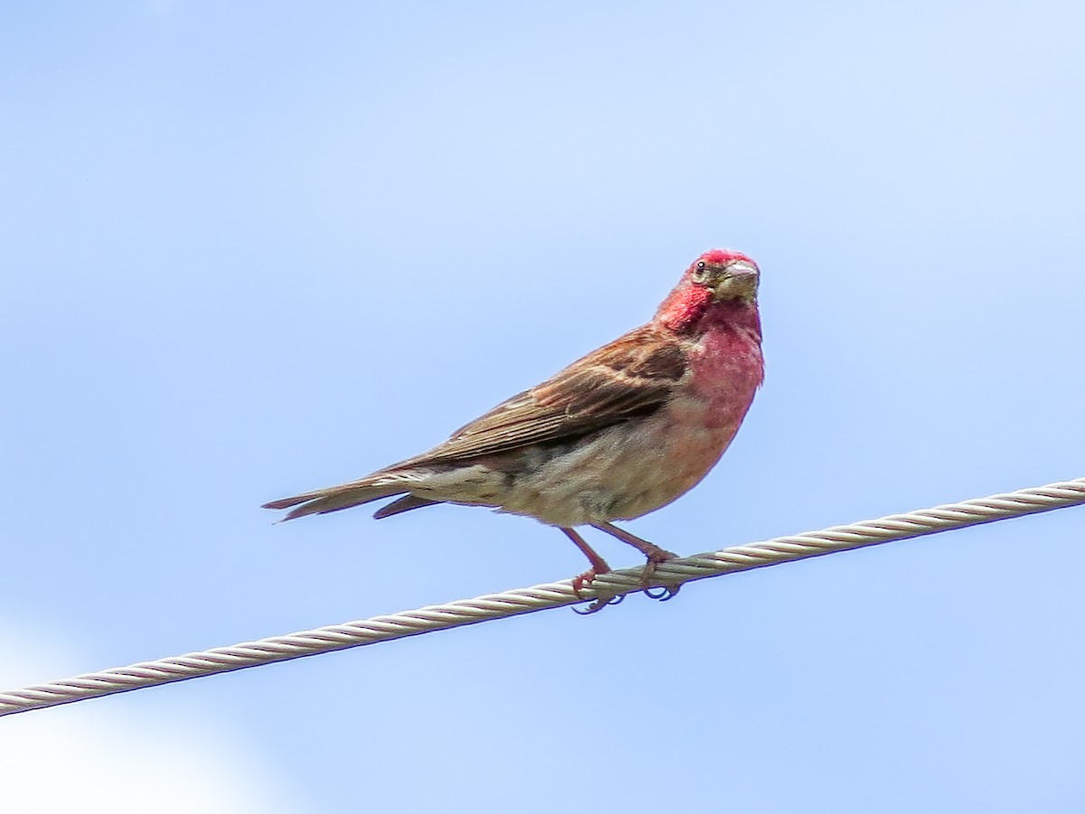 hýl rudokorunkatý - ML634889968