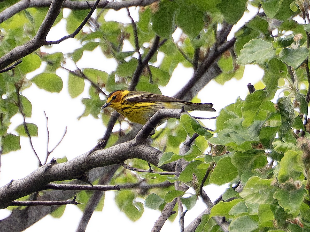 Cape May Warbler - ML634890003