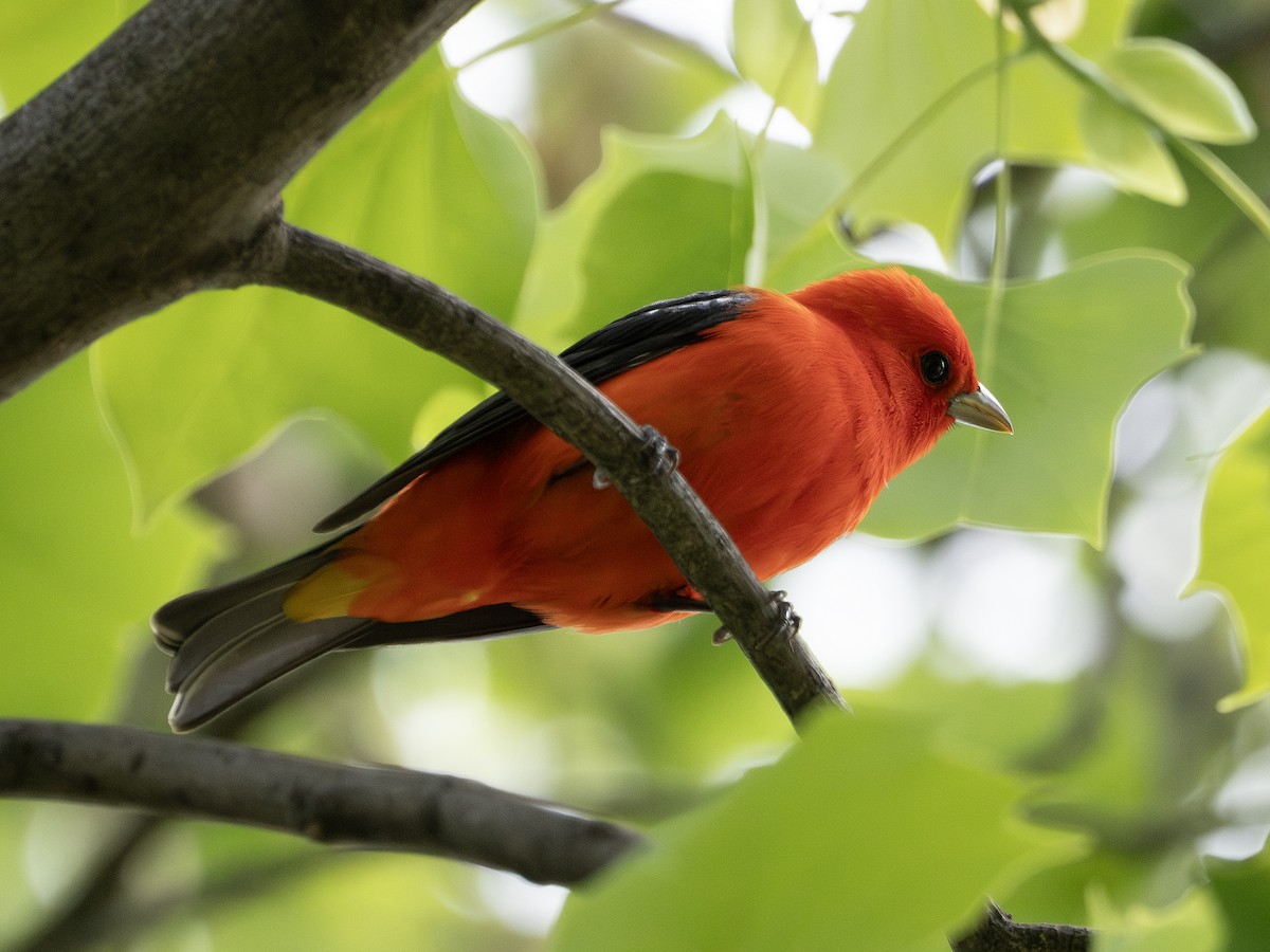 Scarlet Tanager - ML634890008