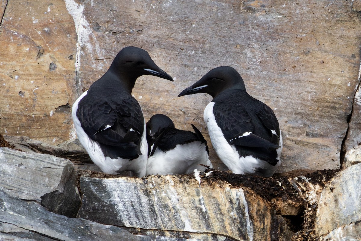Guillemot de Brünnich - ML634890070