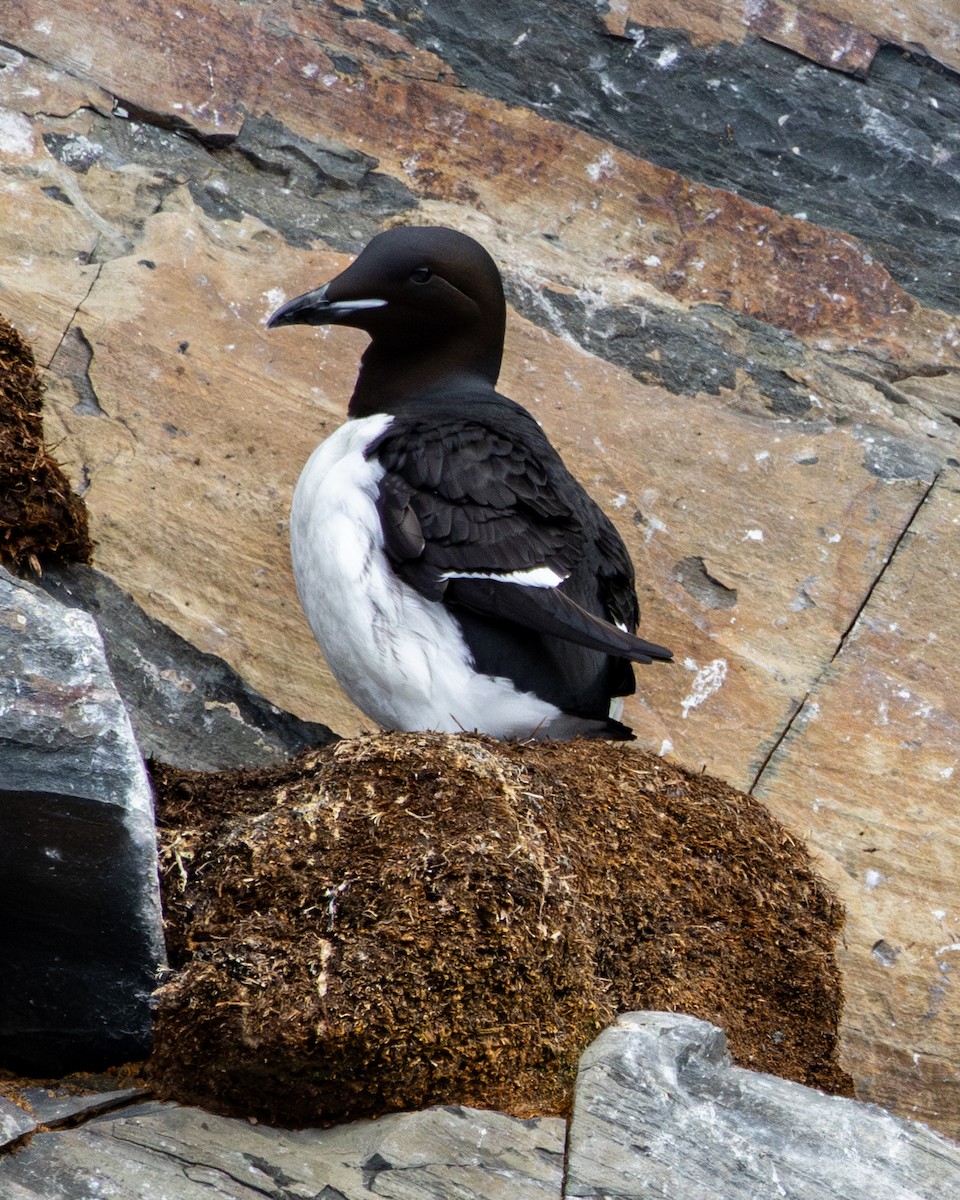 Guillemot de Brünnich - ML634890071