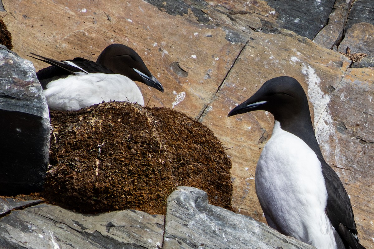 Guillemot de Brünnich - ML634890073
