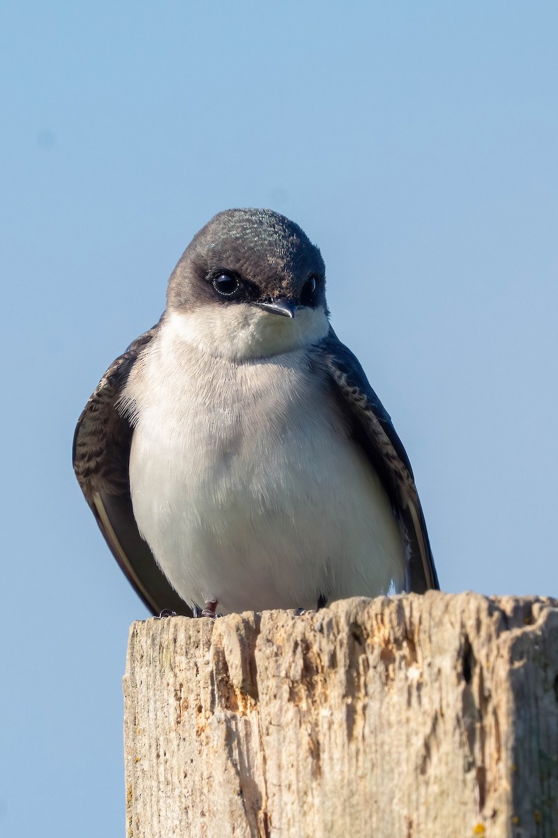 Tree Swallow - James Patten