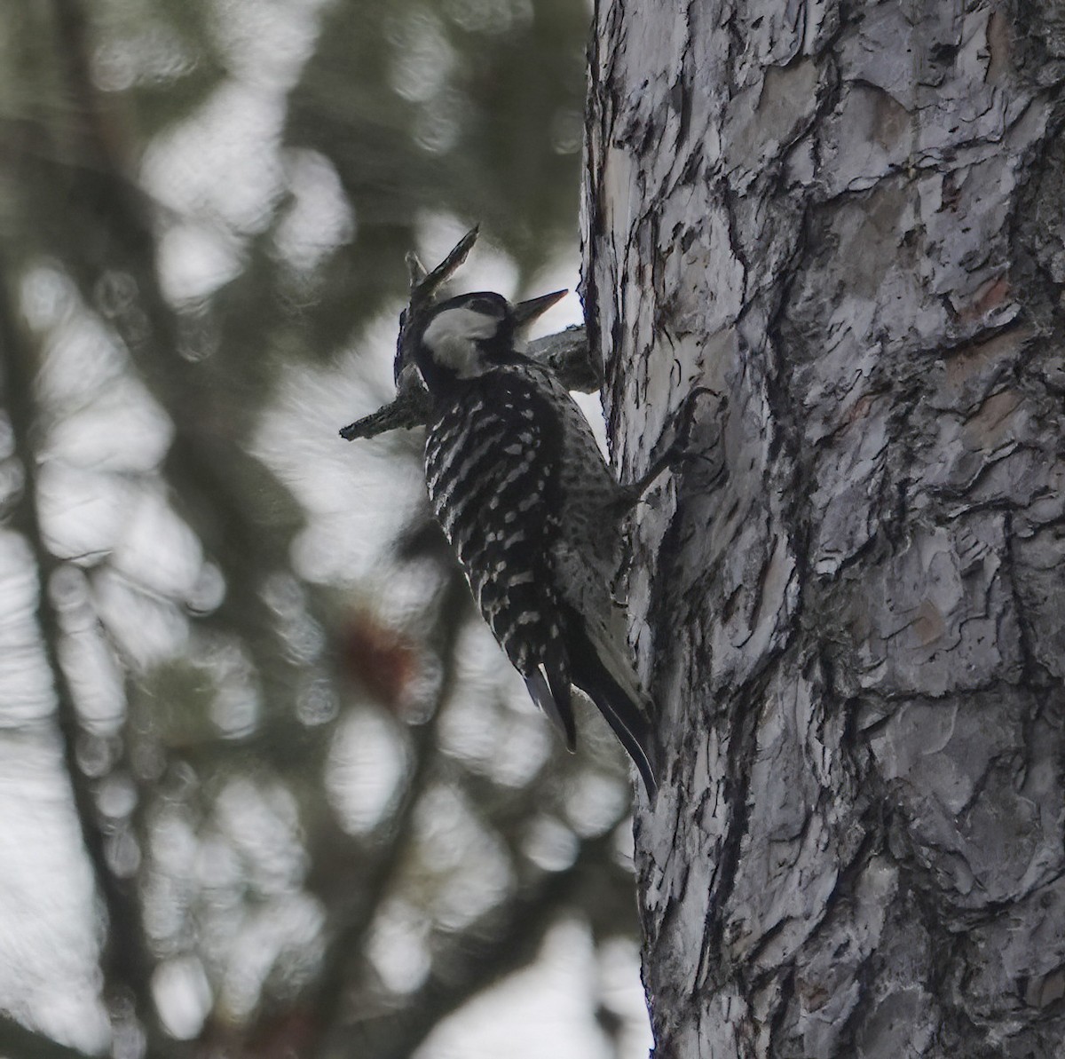 Red-cockaded Woodpecker - ML634890162