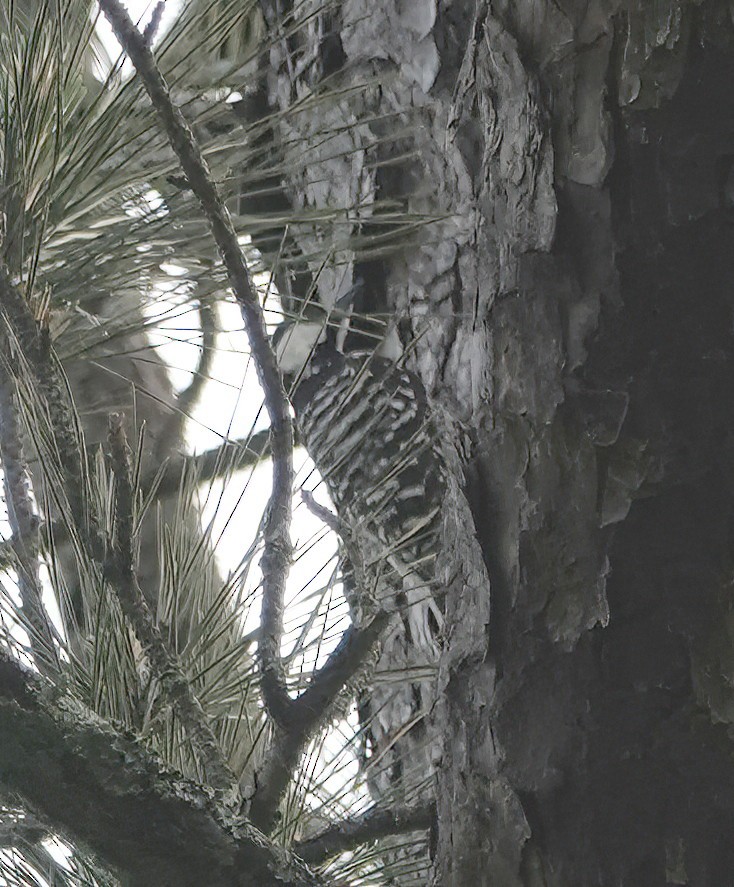 Red-cockaded Woodpecker - ML634890163