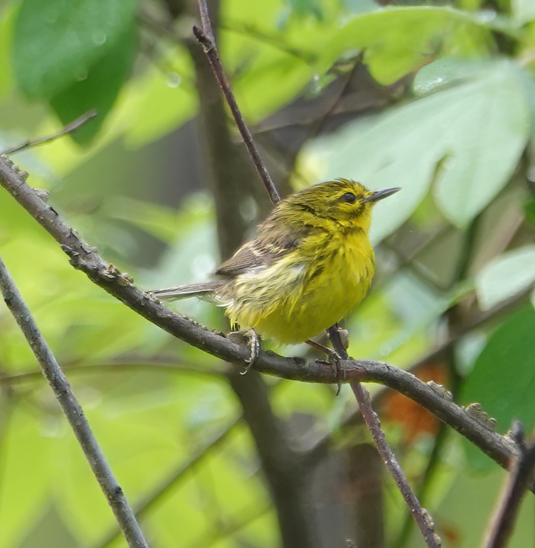 Prairie Warbler - ML634890226