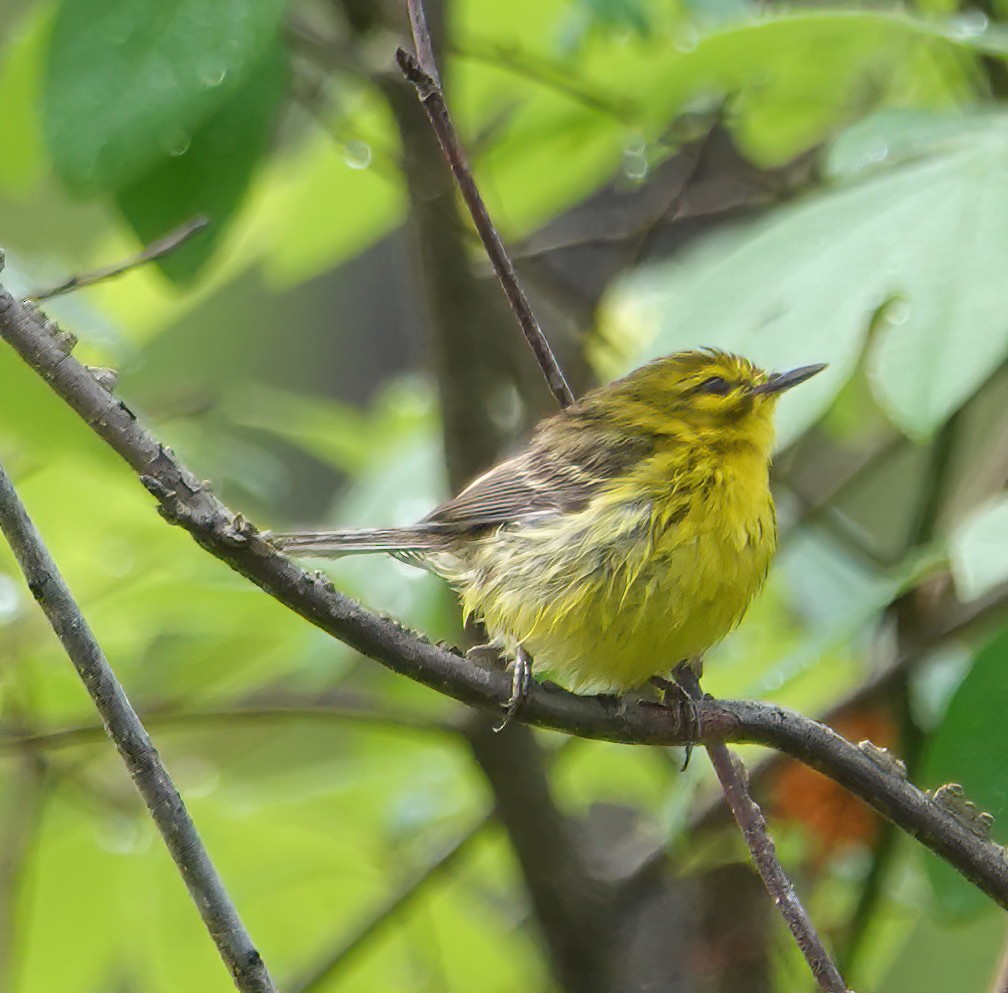 Prairie Warbler - ML634890227