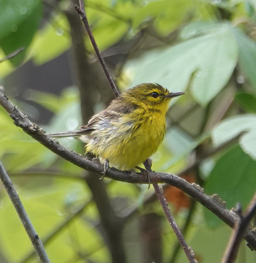 Prairie Warbler - ML634890228