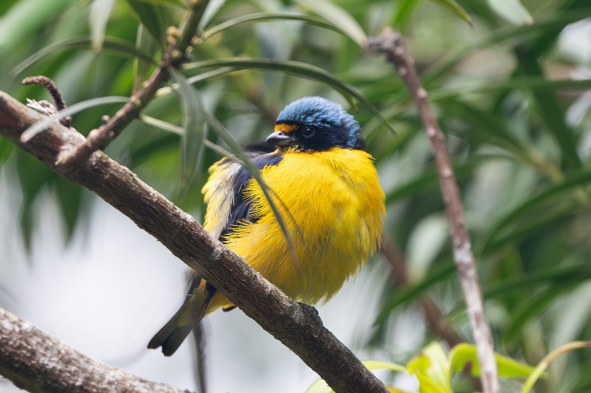Puerto Rican Euphonia - ML634890238