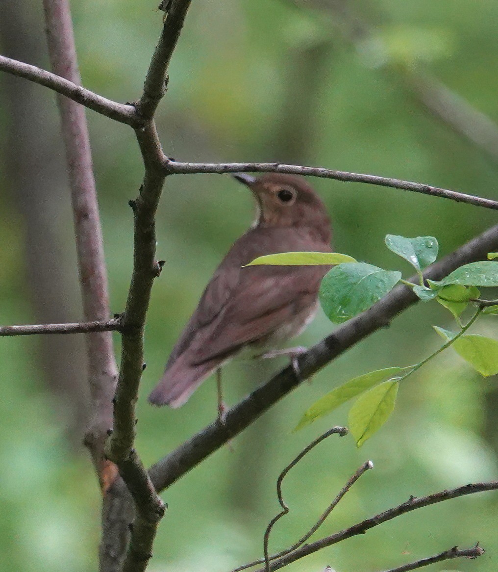 Swainson's Thrush - ML634890241