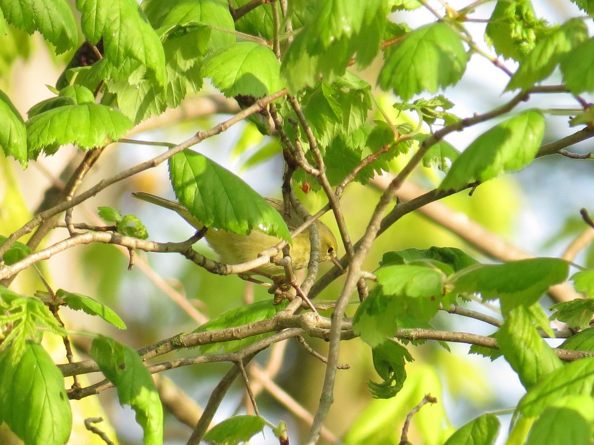 Orange-crowned Warbler - ML634890263