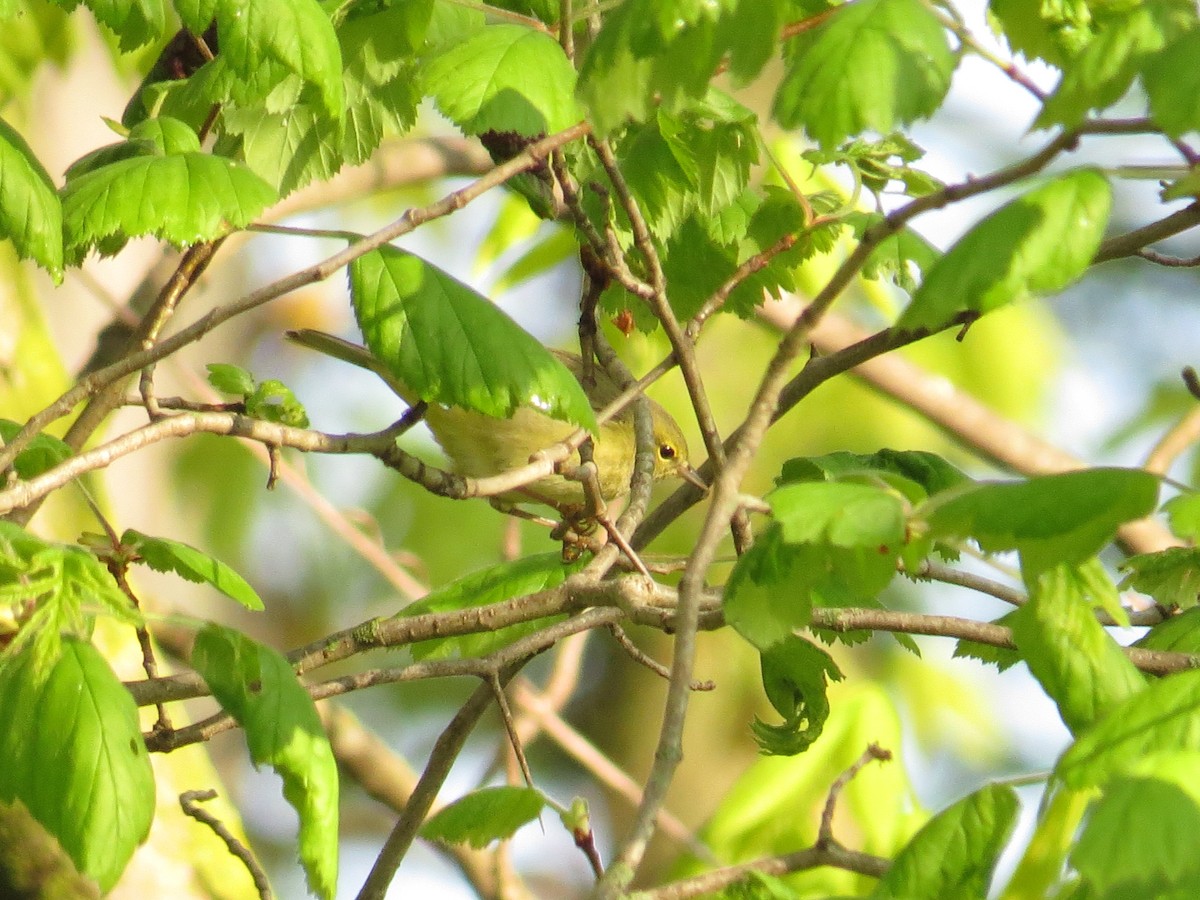 Orange-crowned Warbler - ML634890264