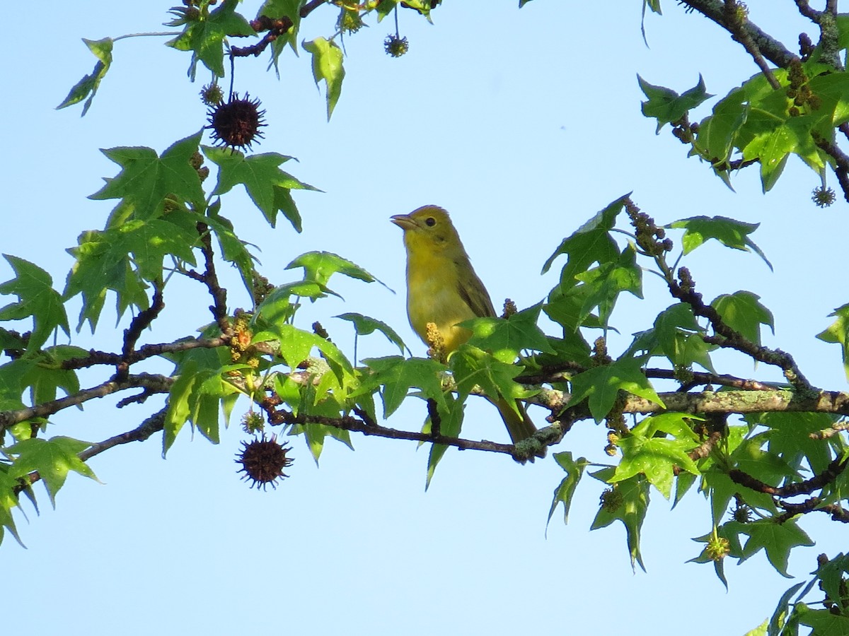 Summer Tanager - ML634890283