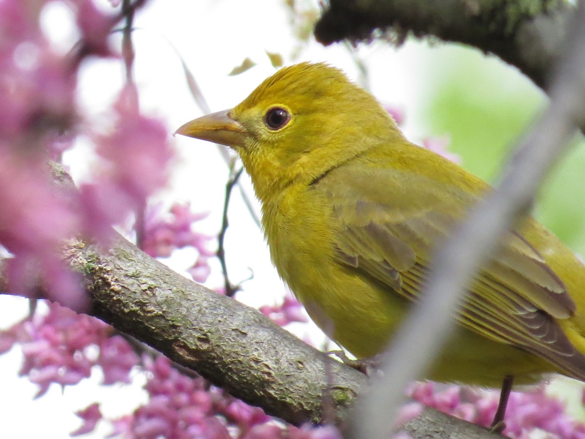 Summer Tanager - ML634890287