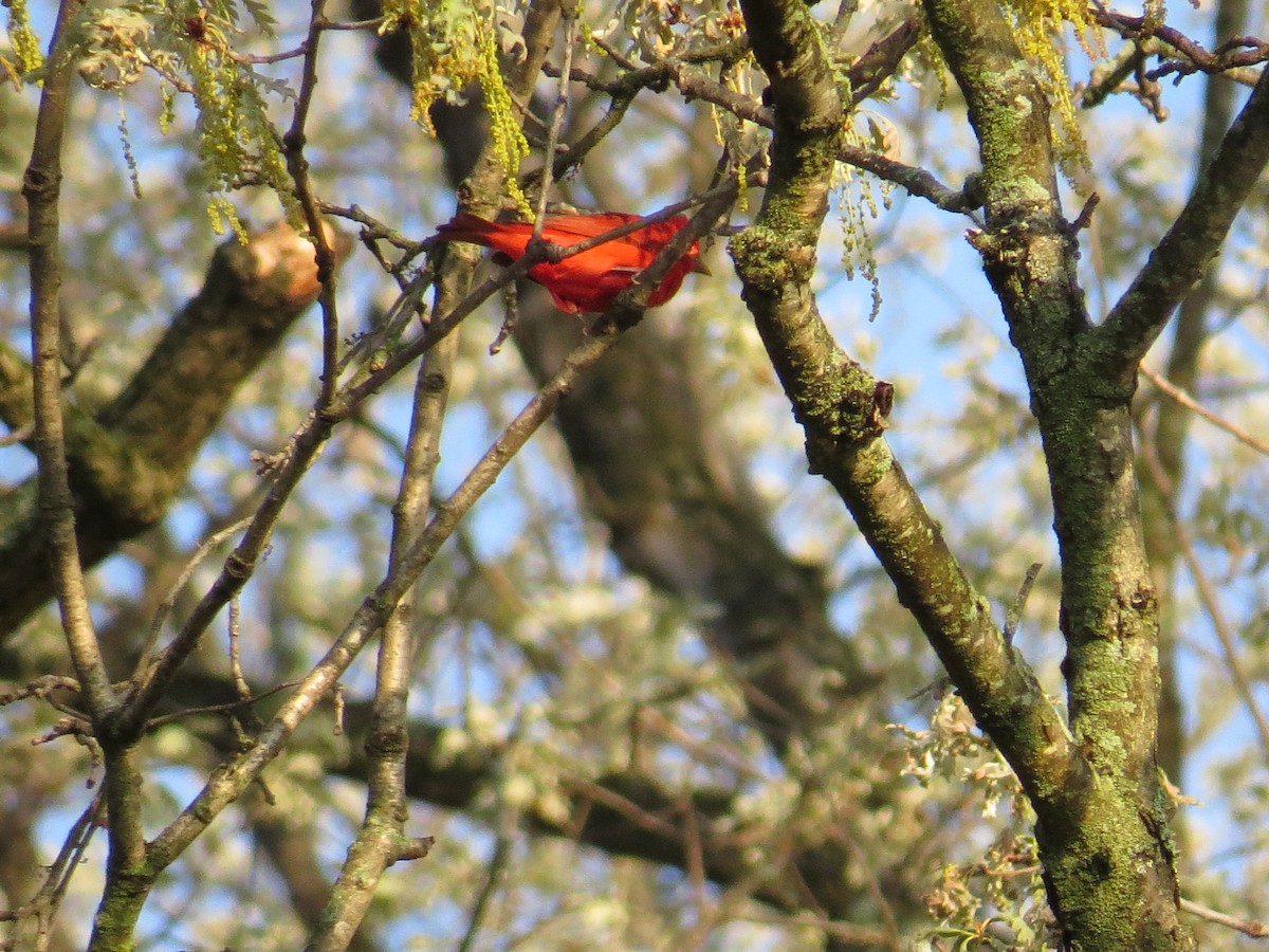 Summer Tanager - ML634890288