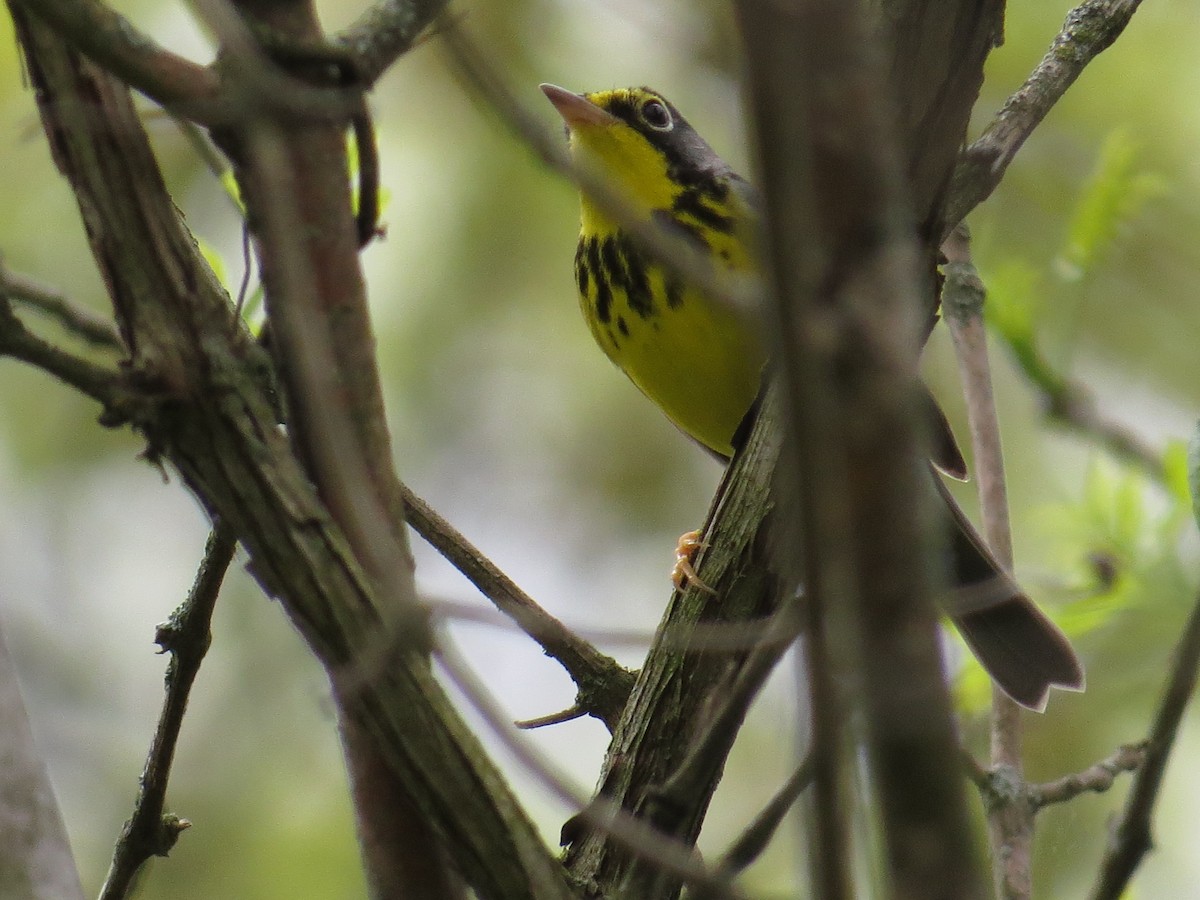 Canada Warbler - ML634890307