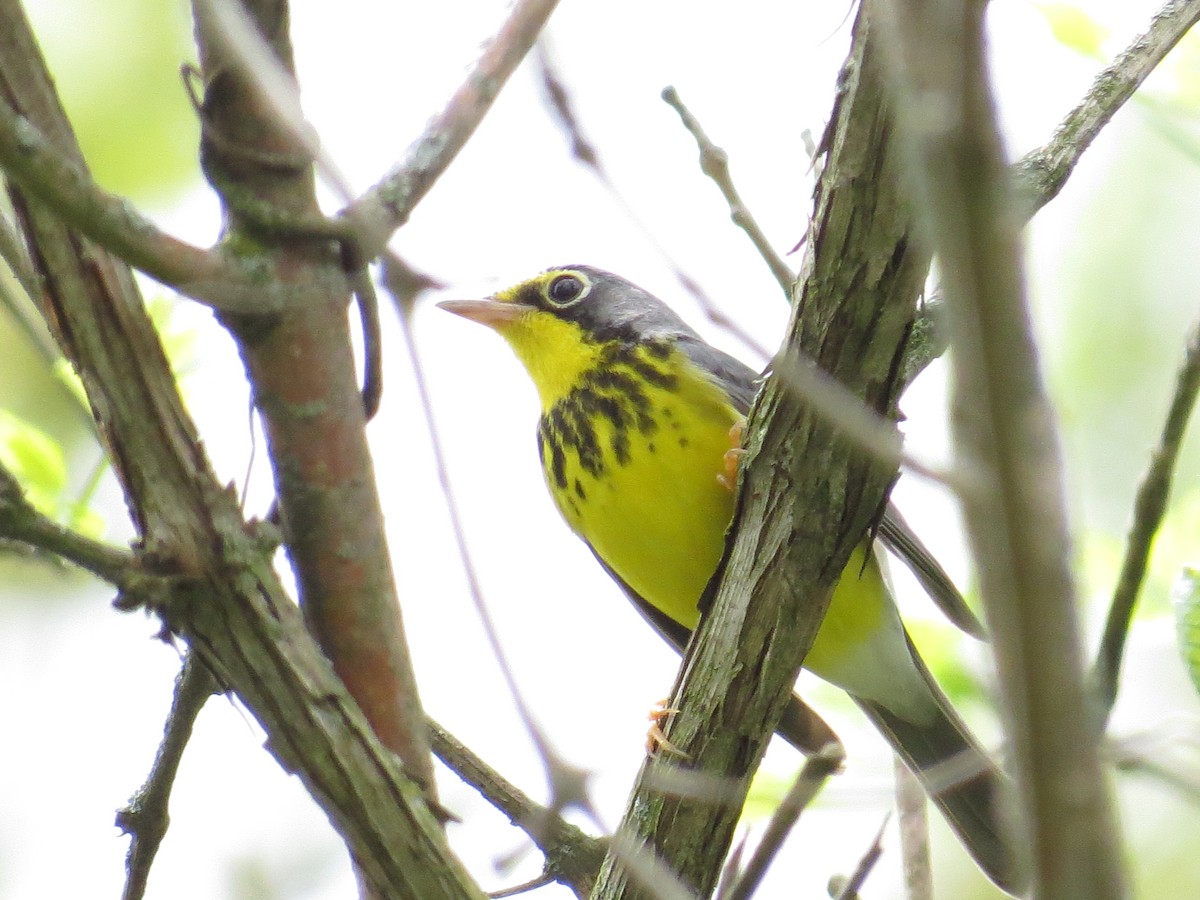 Canada Warbler - ML634890308