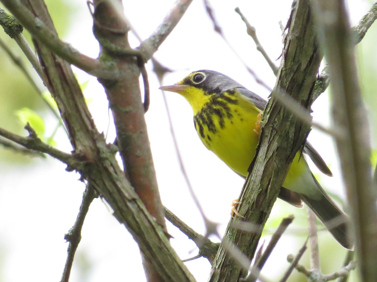 Canada Warbler - ML634890309