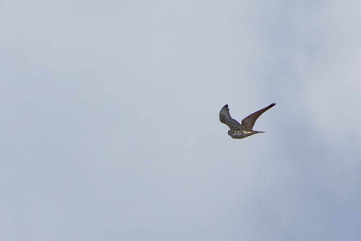 Gyrfalcon - ML634890366