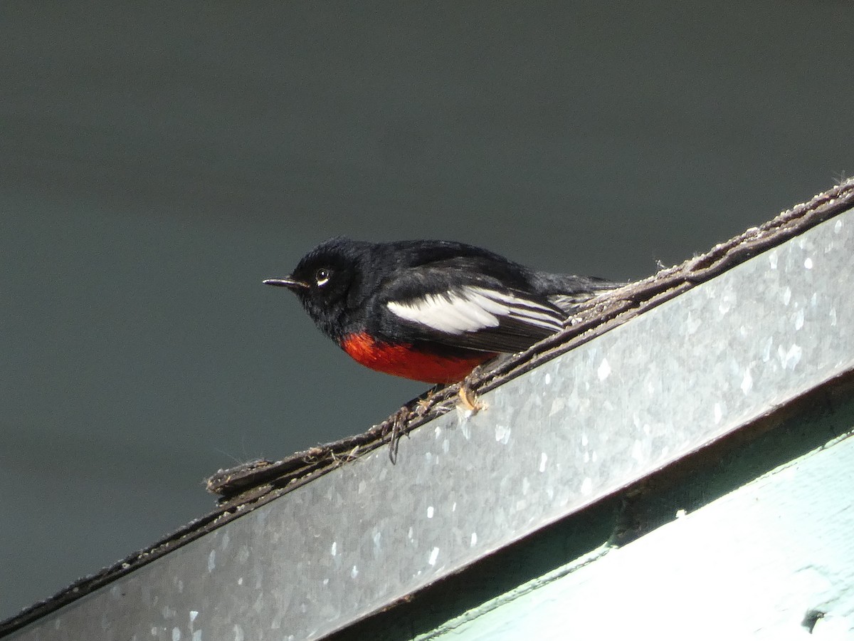 Painted Redstart - ML634890594