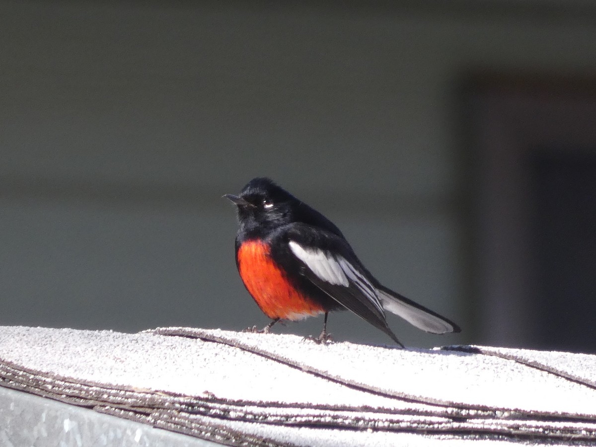 Painted Redstart - ML634890642