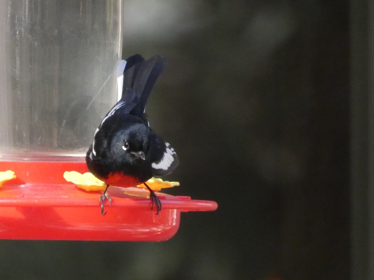 Painted Redstart - ML634890643