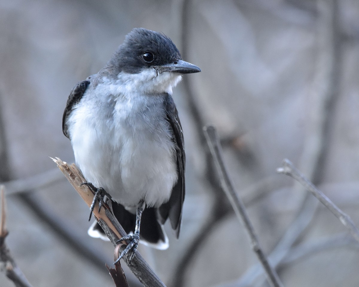 Eastern Kingbird - ML634890716