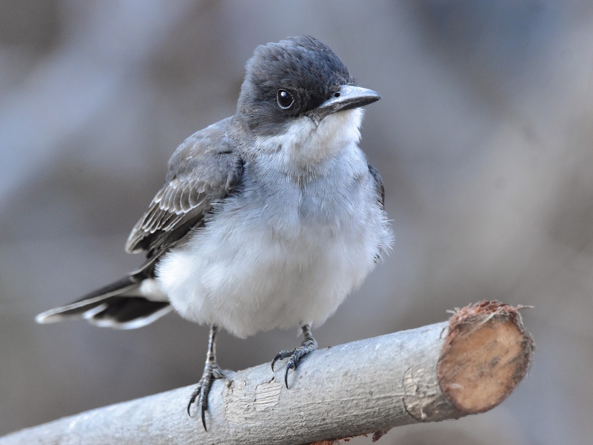 Eastern Kingbird - ML634890718