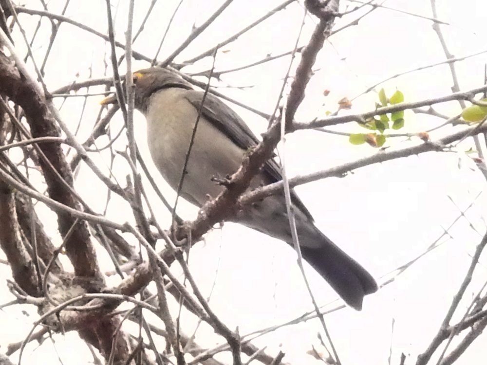 Spectacled Thrush - ML634890777
