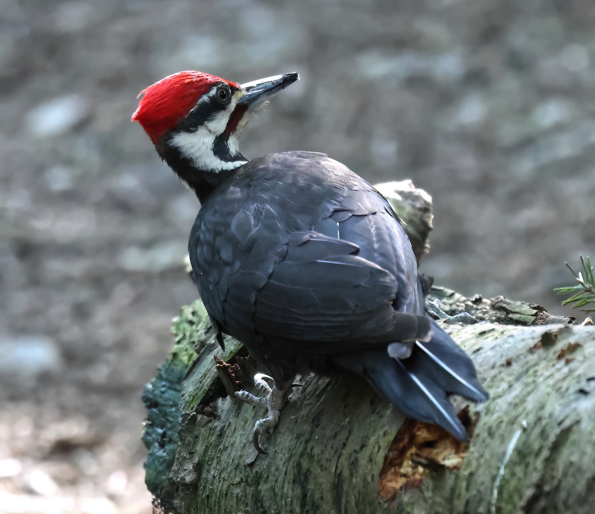 Pileated Woodpecker - ML634890790