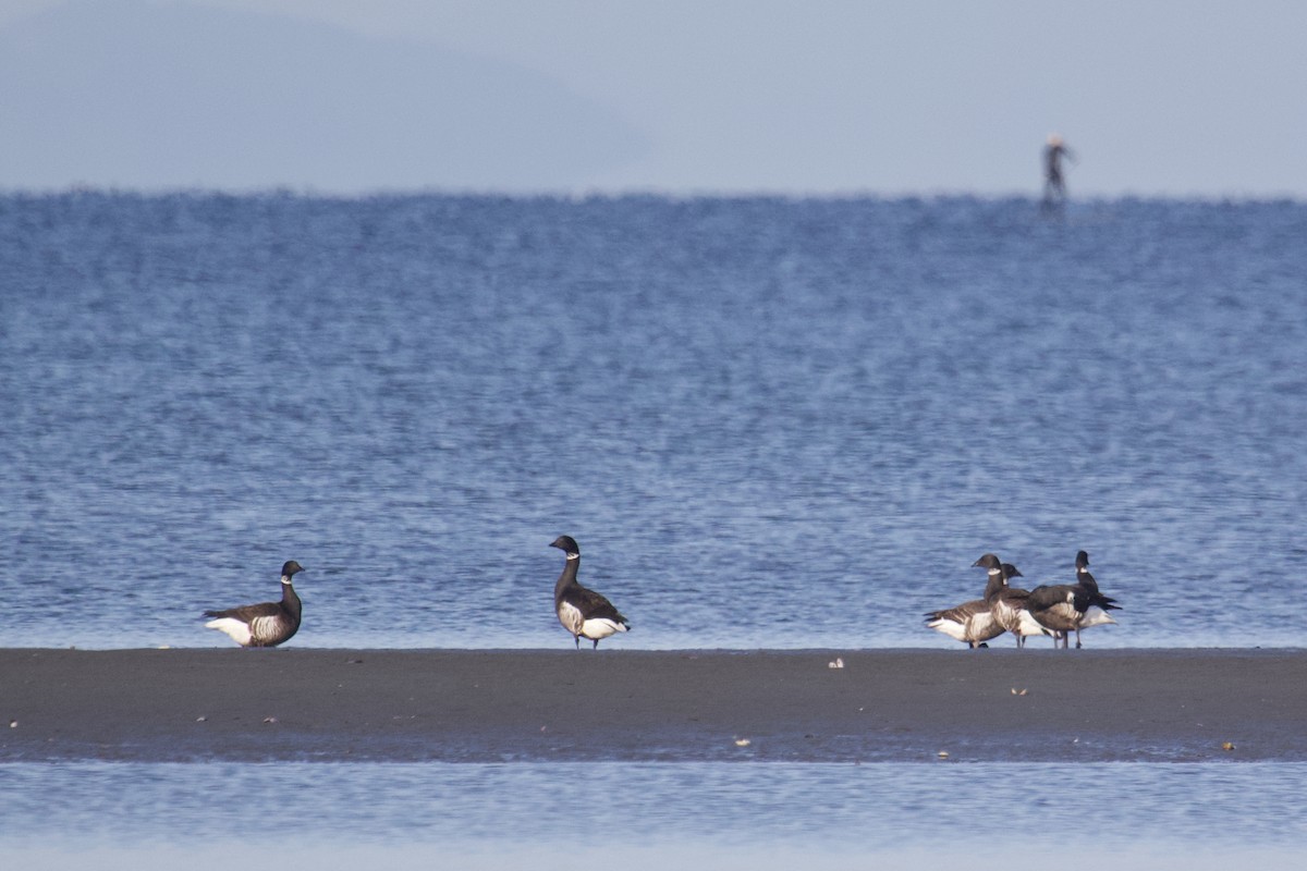 Brant - ML634890807
