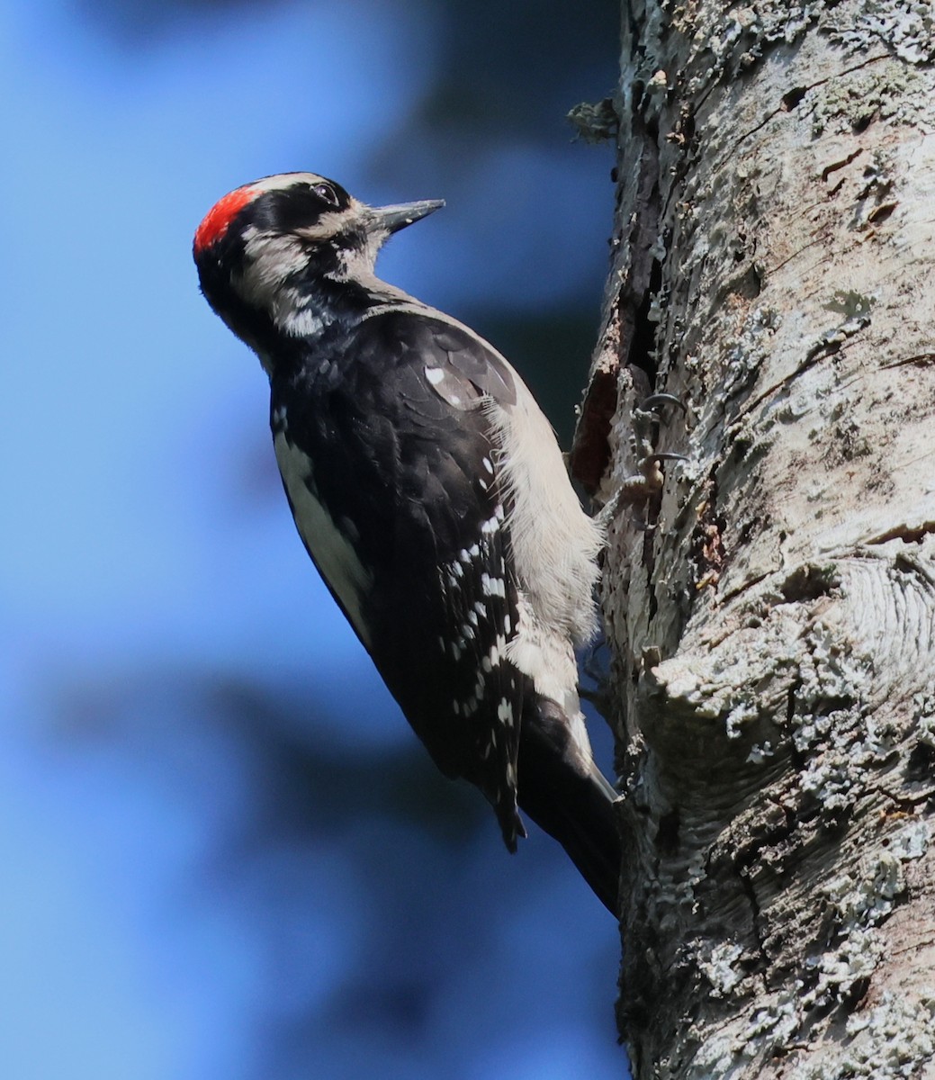 Hairy Woodpecker - ML634890812