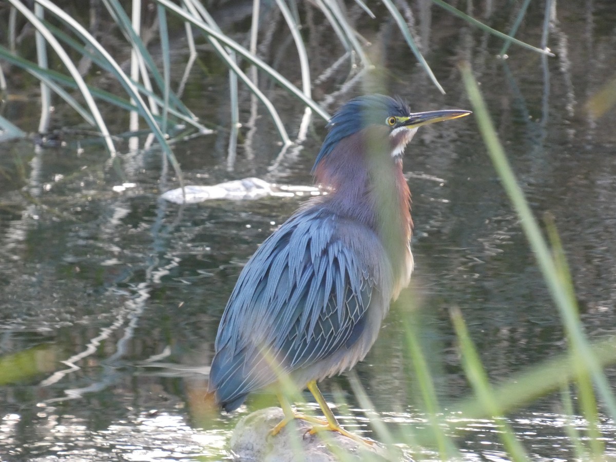 Green Heron - ML634890848