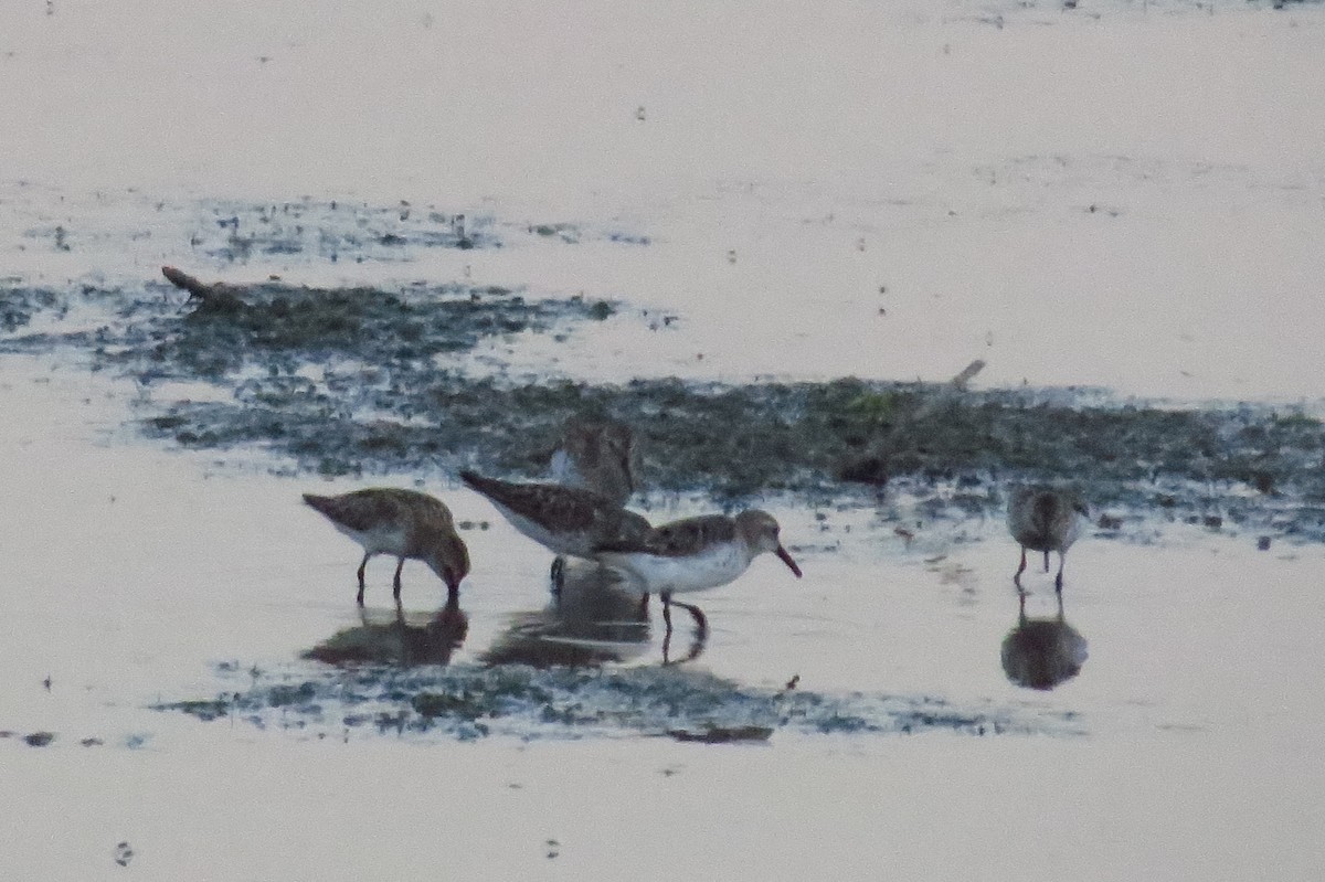 Western Sandpiper - Bryant Olsen