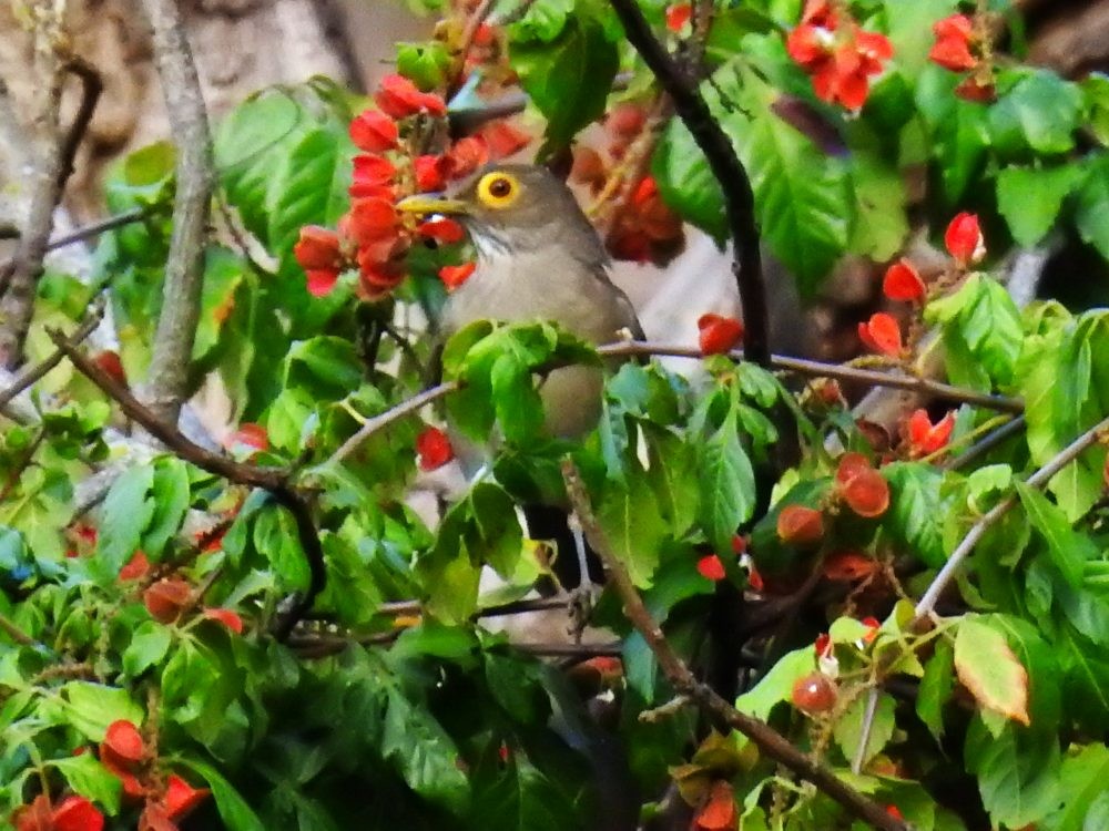 Spectacled Thrush - ML634890928
