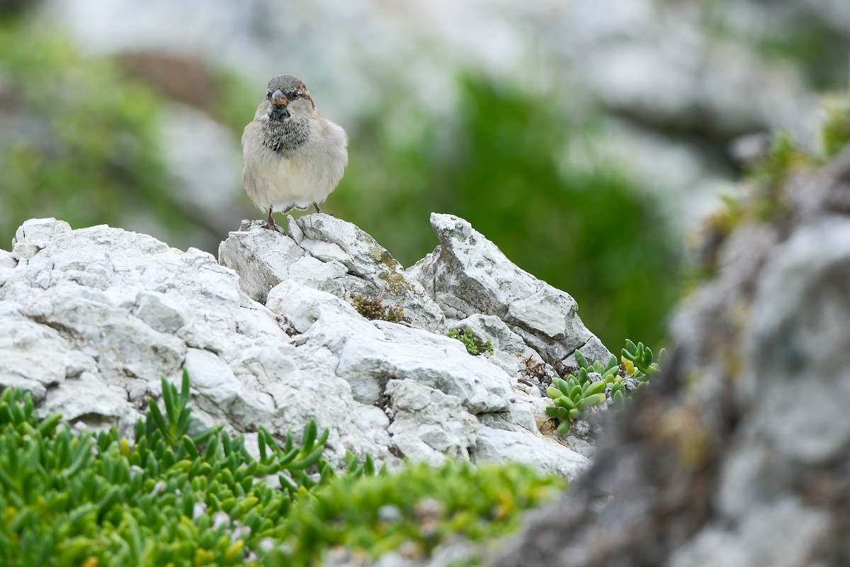 House Sparrow - ML634890983