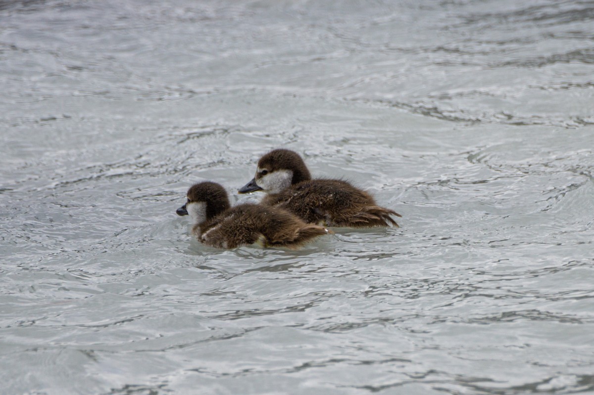 Harlequin Duck - ML634890993