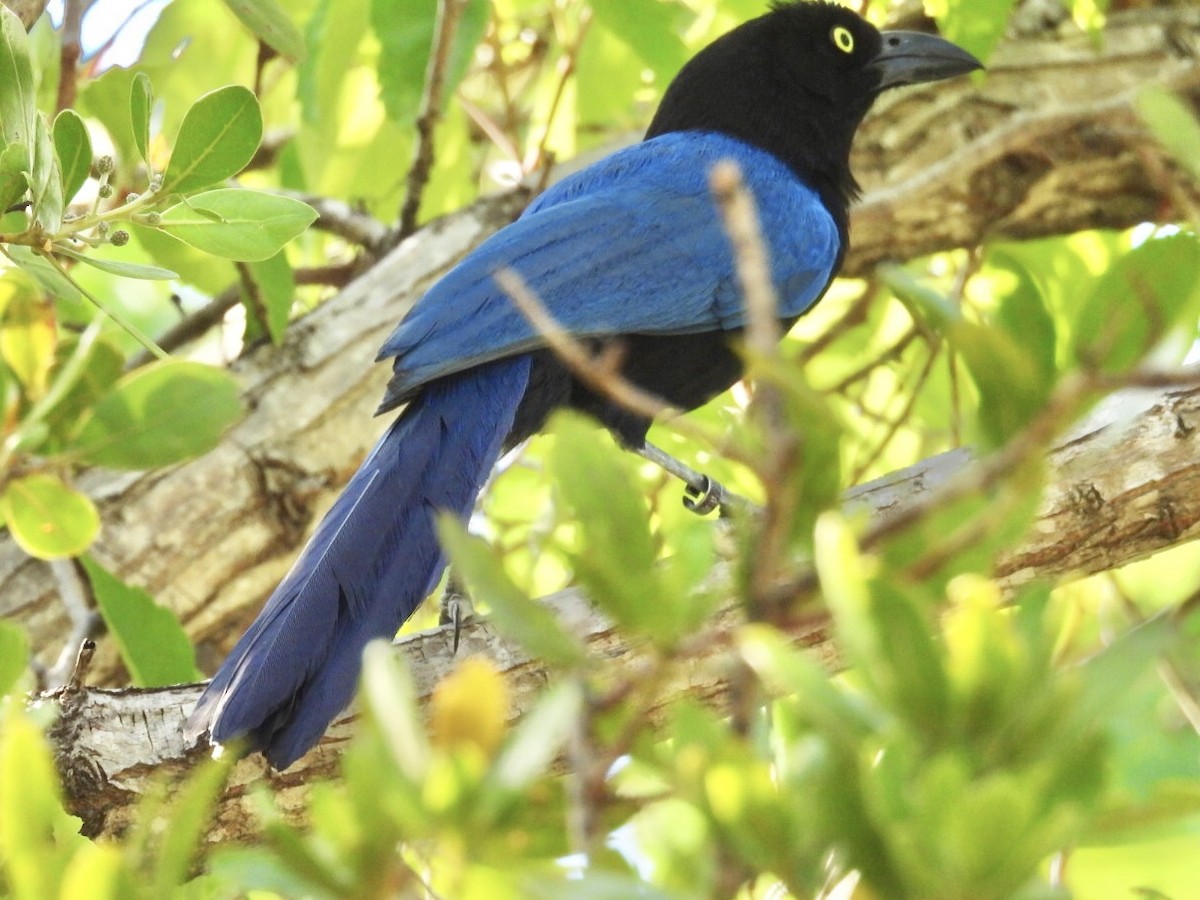 San Blas Jay - ML634891053