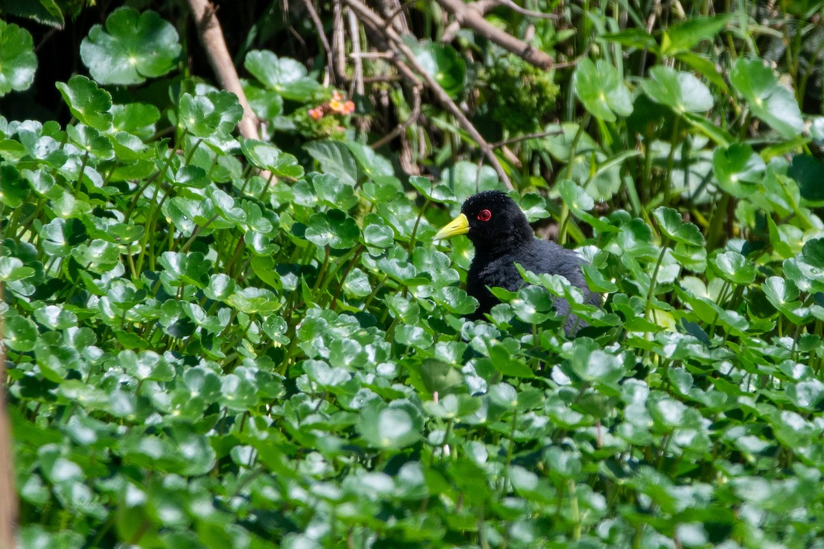 Black Crake - ML634891106