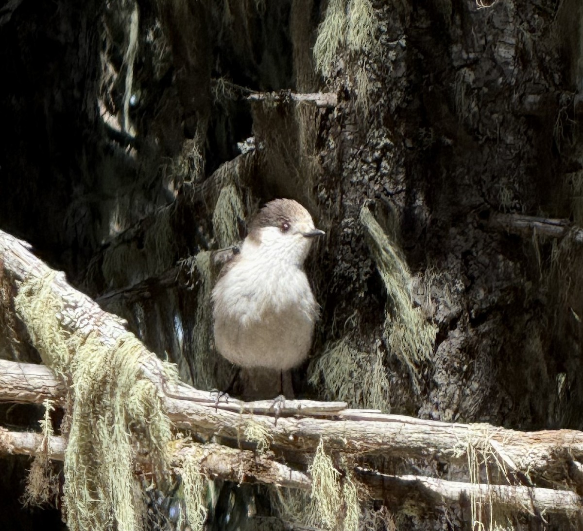 Canada Jay - ML634891317