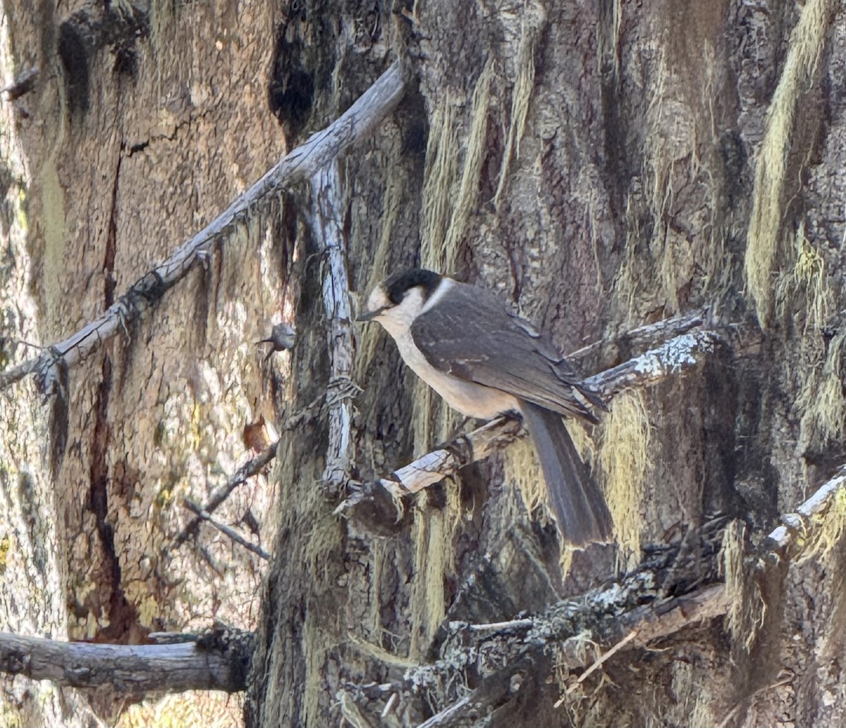 Canada Jay - ML634891318