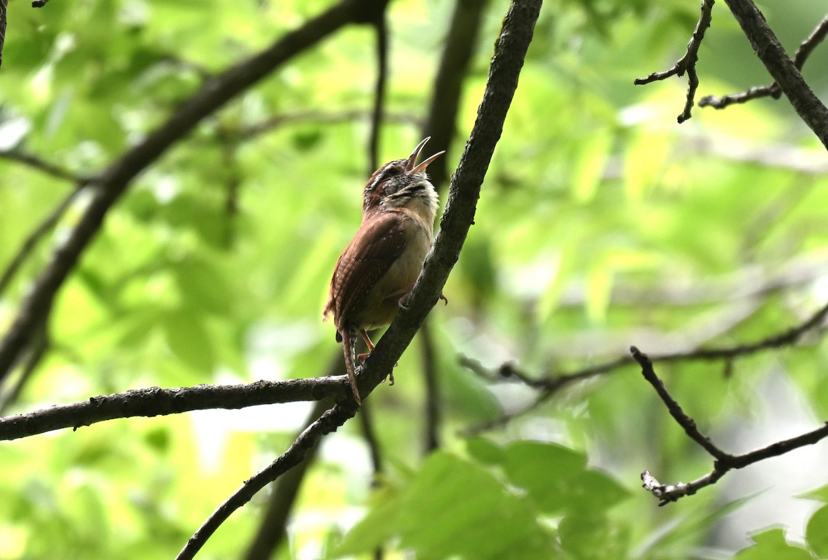 Carolina Wren - ML634891397