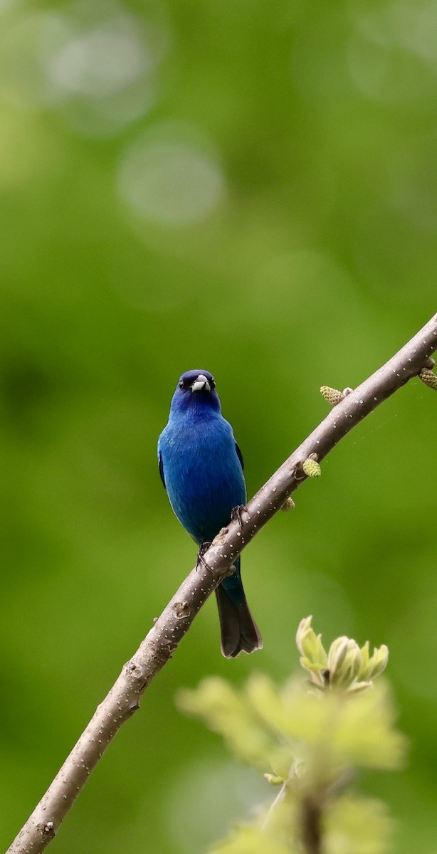 Indigo Bunting - ML634891452